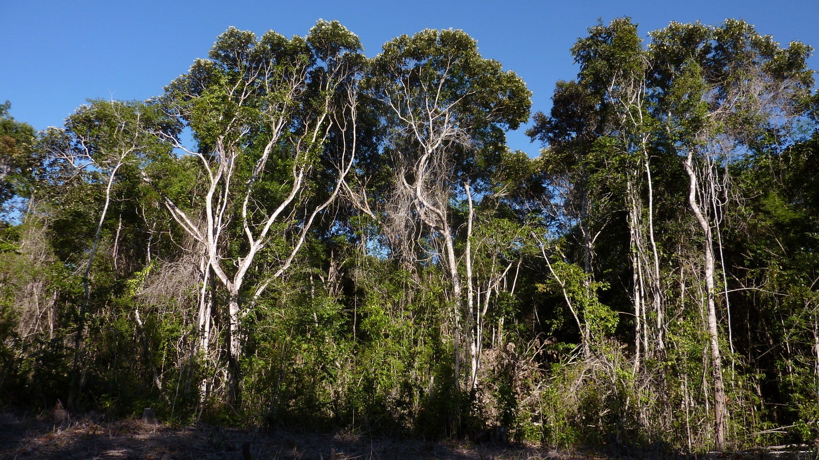 Bosque Atlántico