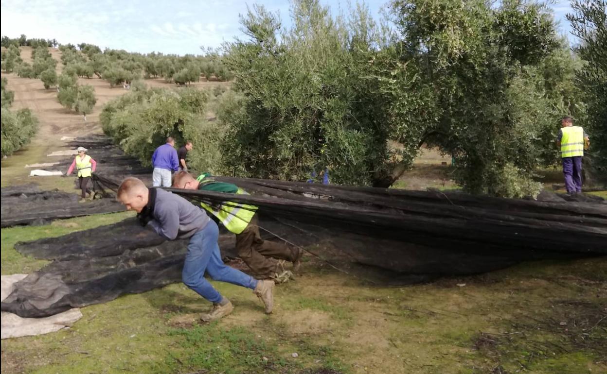 Jornaleros durante la recolección en Jaén en una imagen de archivo. 