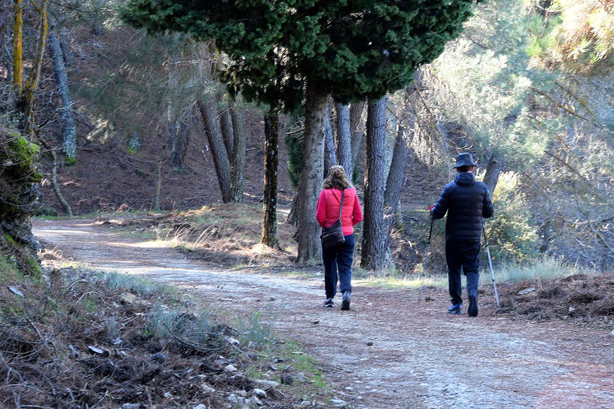 Ruta de las secuoyas gigantes de Bolones, en la Sierra de Huétor