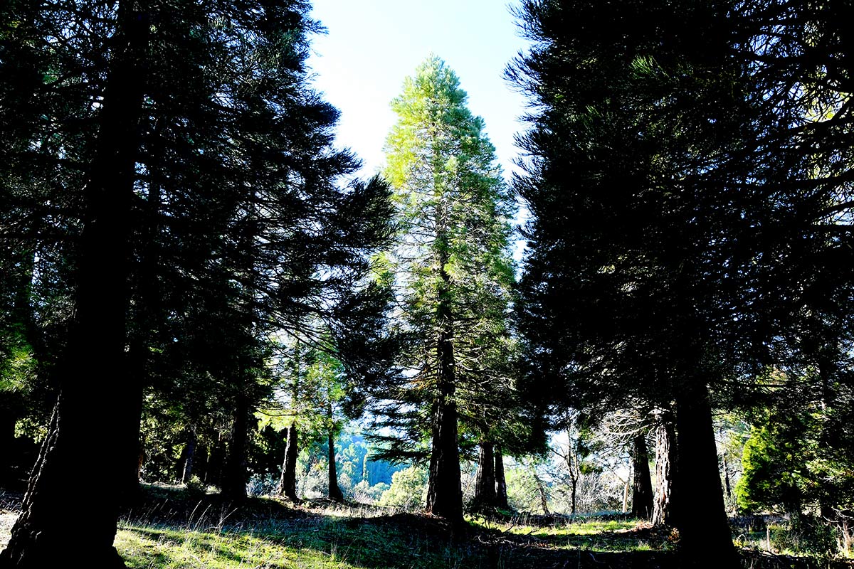 Secuoyas gigantes de Bolones, en la Sierra de Huétor 