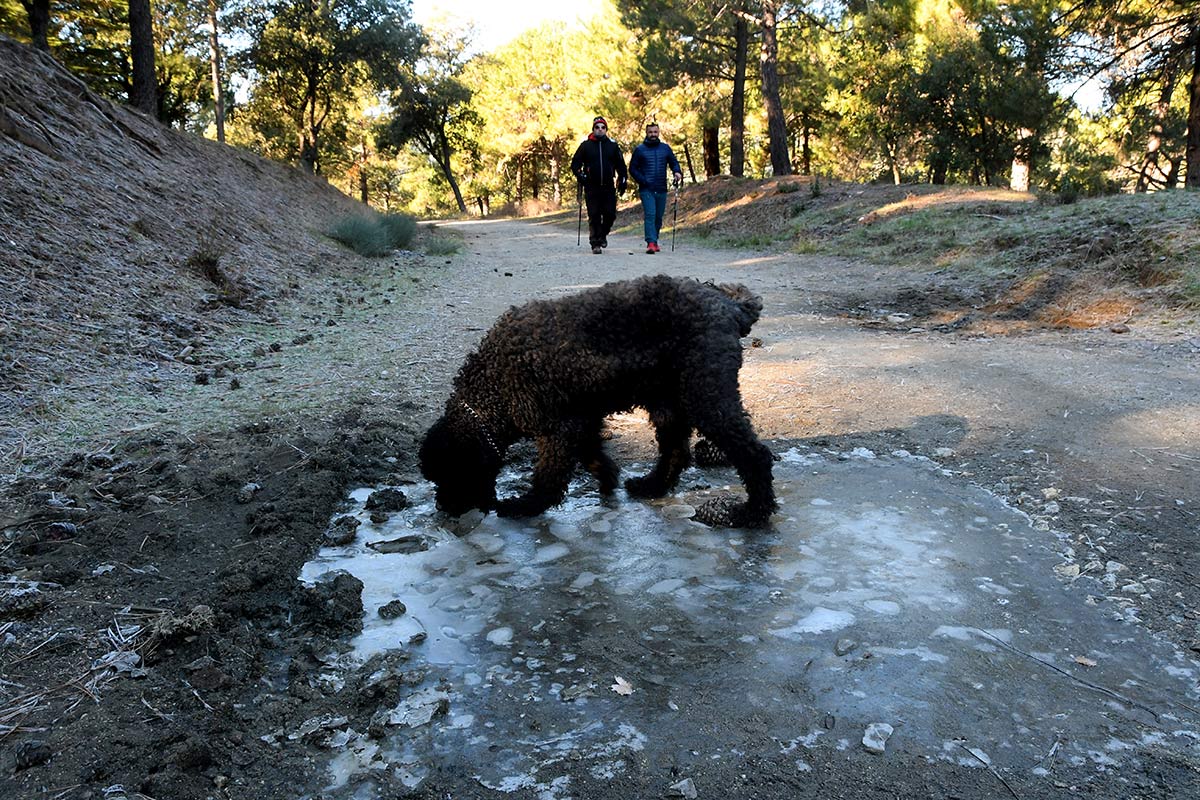 Un perro se refresca comiendo el hielo de uno de los charcos de la ruta de las secuoyas gigantes de Bolones, en la Sierra de Huétor 