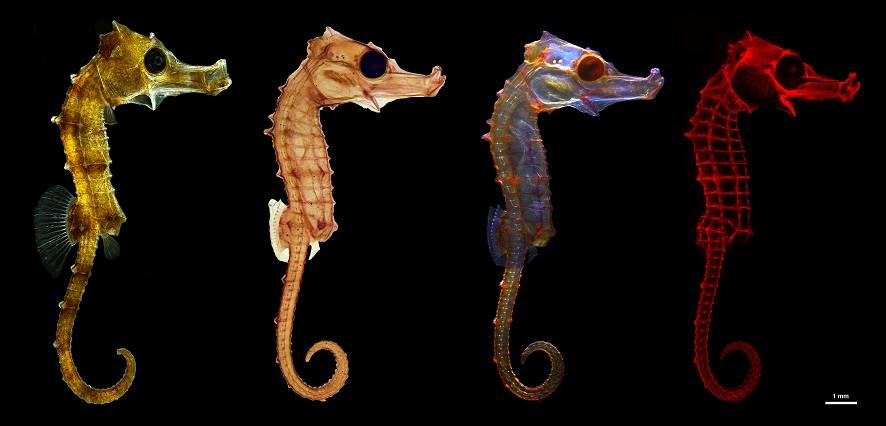 La luz lo cambia todo: la imagen es una composición de diferentes fotografías realizadas a un ejemplar de 21 días de edad de la especie Hippocampus reidi