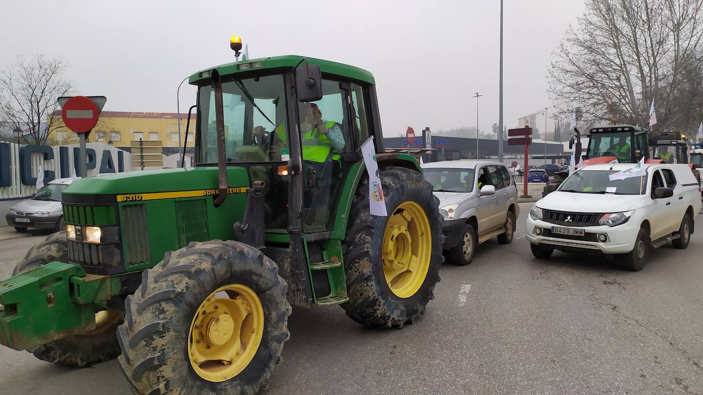 Miles de trabajadores del sector del olivar se han manifestado en toda la provincia de Jaén