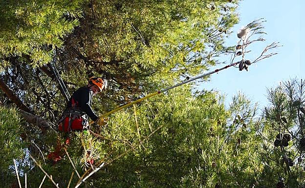 Momento en el que cortan el extremo de la rama donde está el nido a 10 metros de altura 