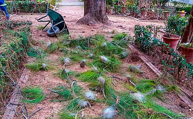 Nidos retirados de un único pino canario en el Jardín Botánico 
