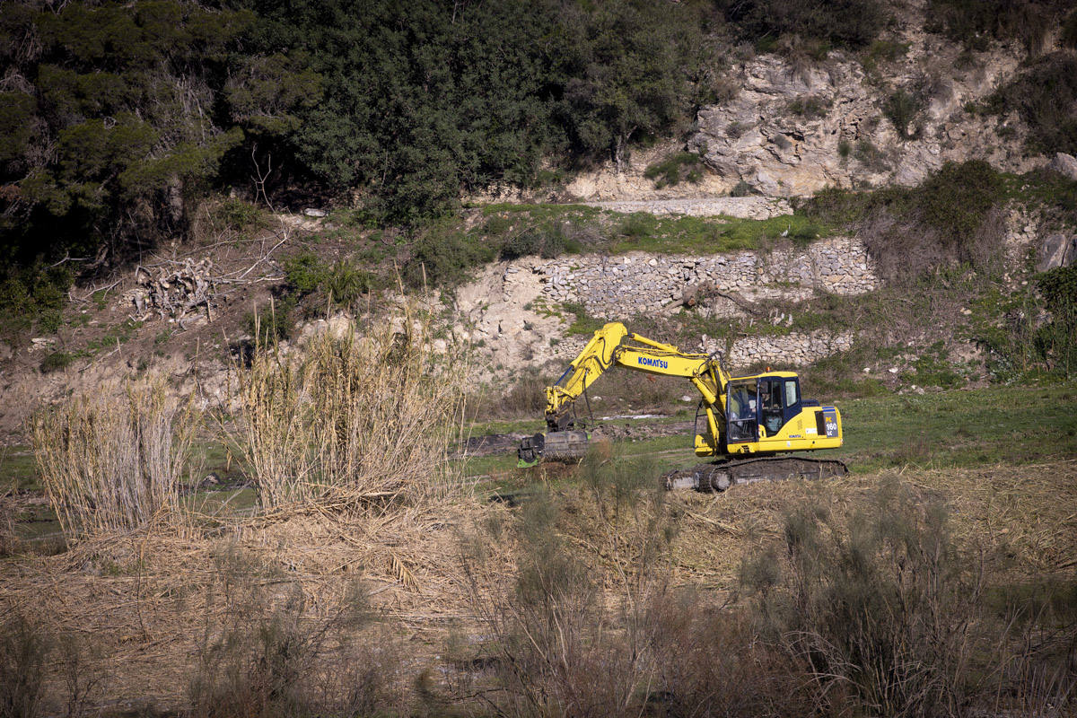La Junta ha destinado 270.000 euros a retirar esta especie invasora para evitar inundaciones y hacer un gran corredor verde hasta Rules 
