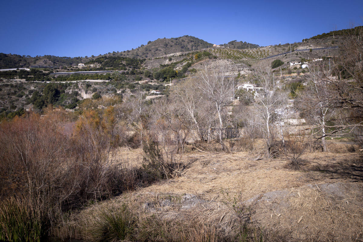La Junta ha destinado 270.000 euros a retirar esta especie invasora para evitar inundaciones y hacer un gran corredor verde hasta Rules 