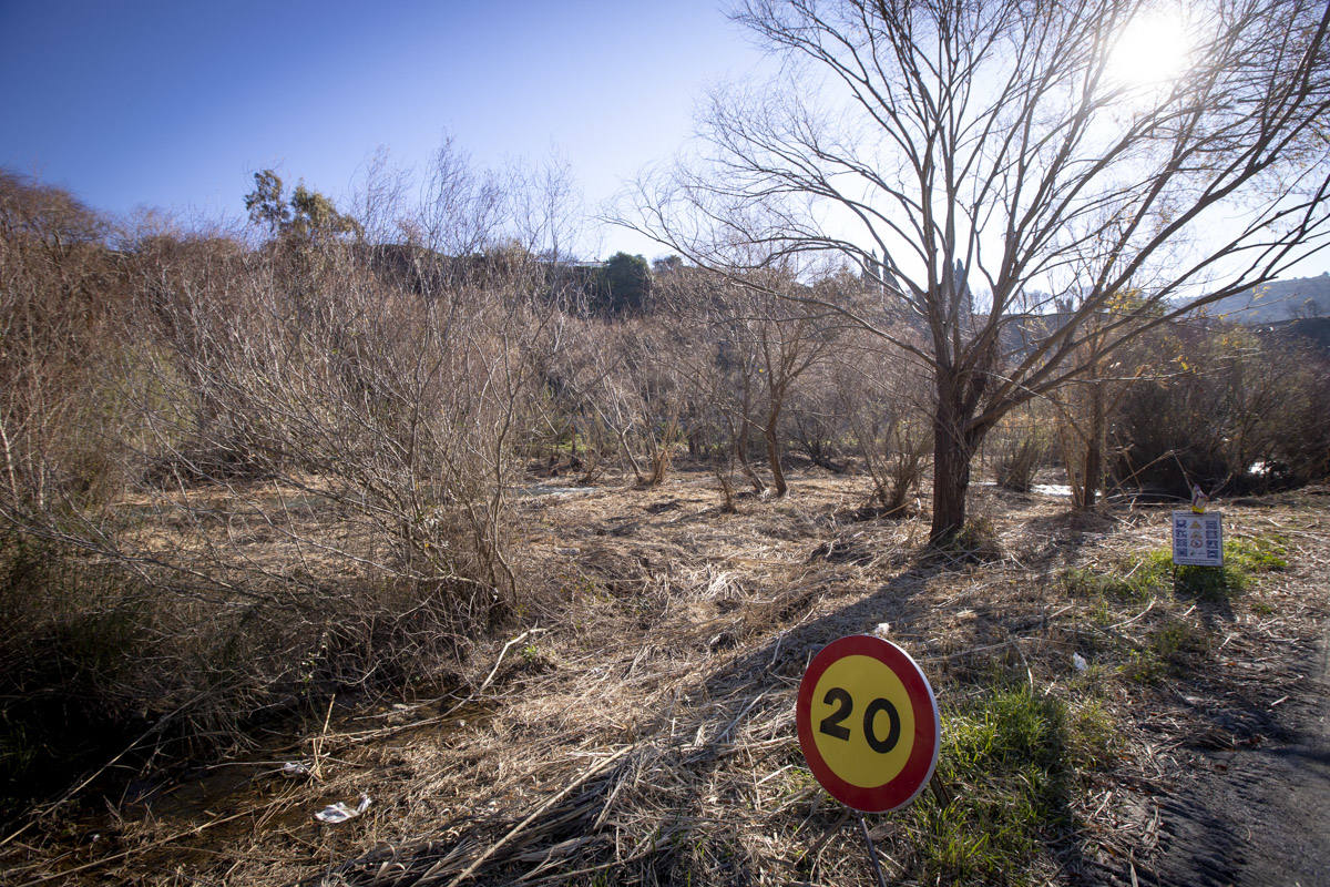 La Junta ha destinado 270.000 euros a retirar esta especie invasora para evitar inundaciones y hacer un gran corredor verde hasta Rules 