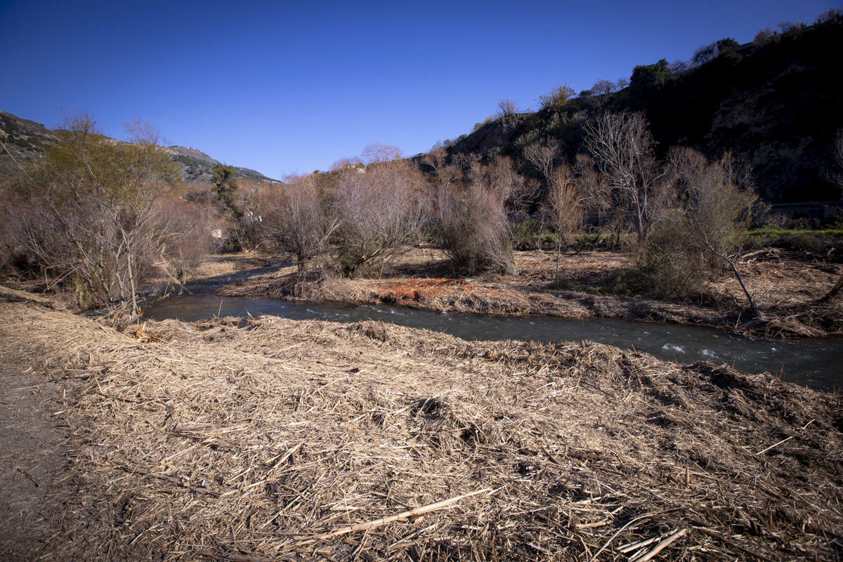 La Junta ha destinado 270.000 euros a retirar esta especie invasora para evitar inundaciones y hacer un gran corredor verde hasta Rules 