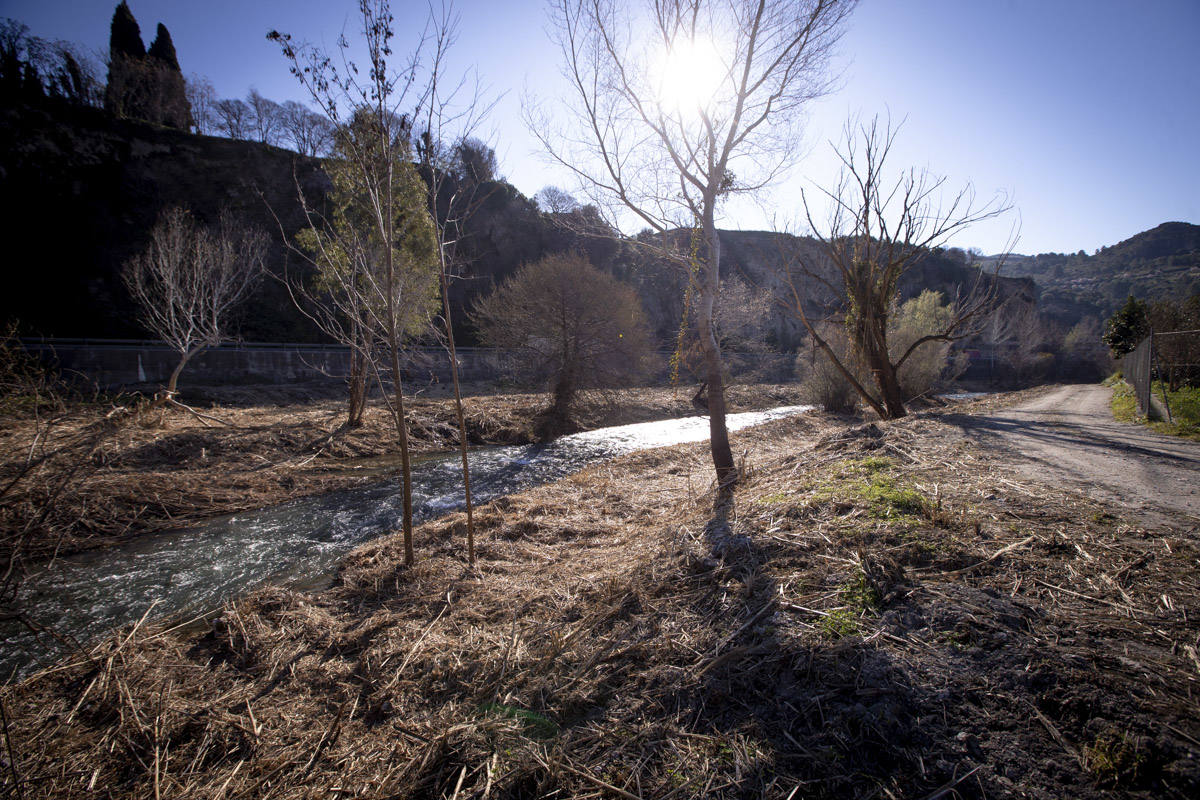 La Junta ha destinado 270.000 euros a retirar esta especie invasora para evitar inundaciones y hacer un gran corredor verde hasta Rules 