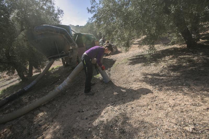 Los trabajadores del campo granadinos reclaman soluciones ante la crisis del sector