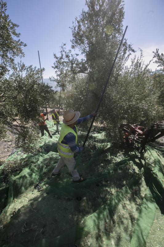 Los trabajadores del campo granadinos reclaman soluciones ante la crisis del sector