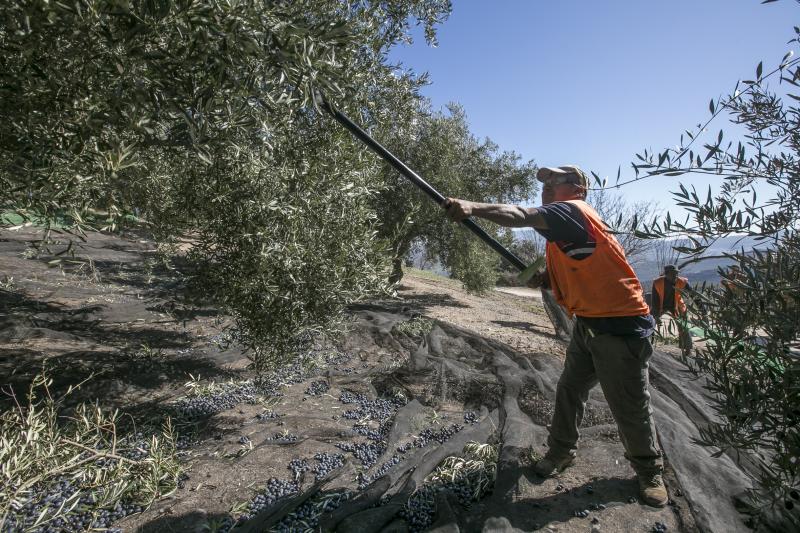Los trabajadores del campo granadinos reclaman soluciones ante la crisis del sector