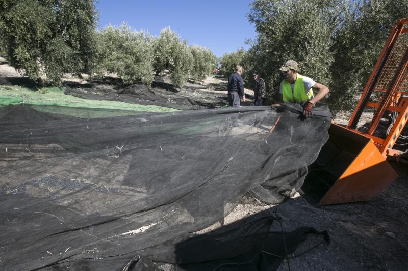 Los trabajadores del campo granadinos reclaman soluciones ante la crisis del sector