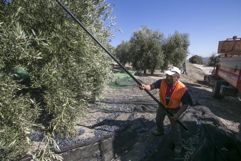Los trabajadores del campo granadinos reclaman soluciones ante la crisis del sector