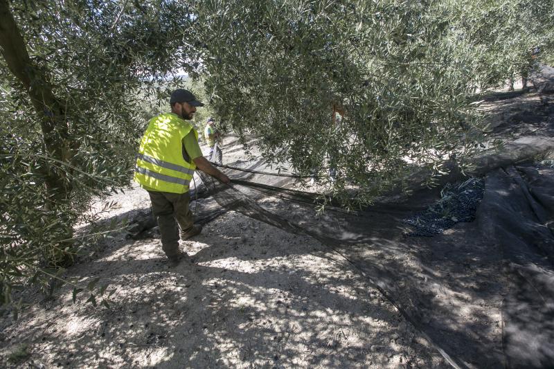 Los trabajadores del campo granadinos reclaman soluciones ante la crisis del sector