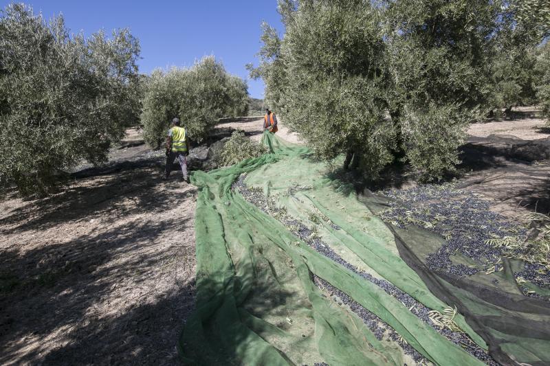 Los trabajadores del campo granadinos reclaman soluciones ante la crisis del sector