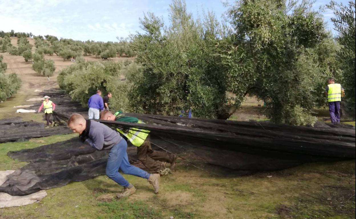 Los datos oficiales confirman que la cosecha de aceite es aún menor de lo esperado