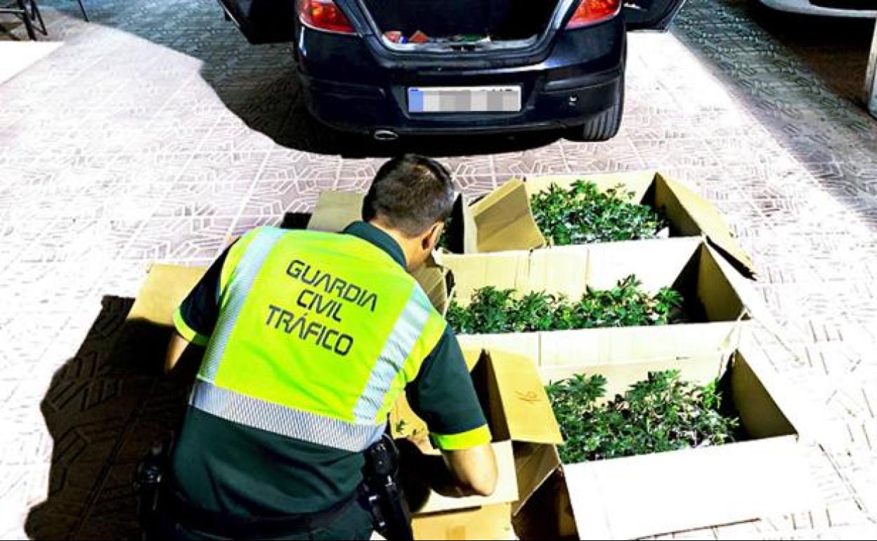 Cajas de marihuana. 