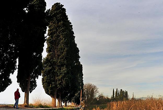 Los cipreses del camino de San Antón, entre Ambroz y Belicena 