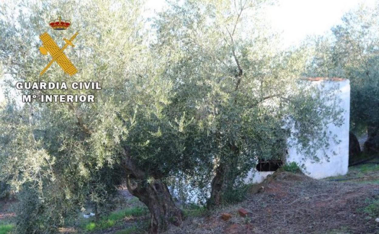 Un vecino de Jaén roba más de 5.000 kilos de aceituna