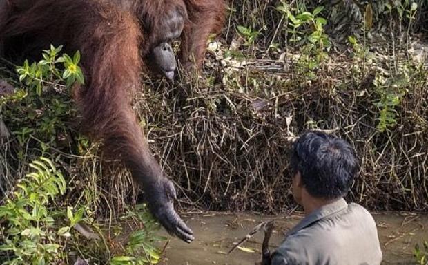 Imagen. La secuencia de la foto viral del orangután ofreciendo ayuda a un hombre en el río. 