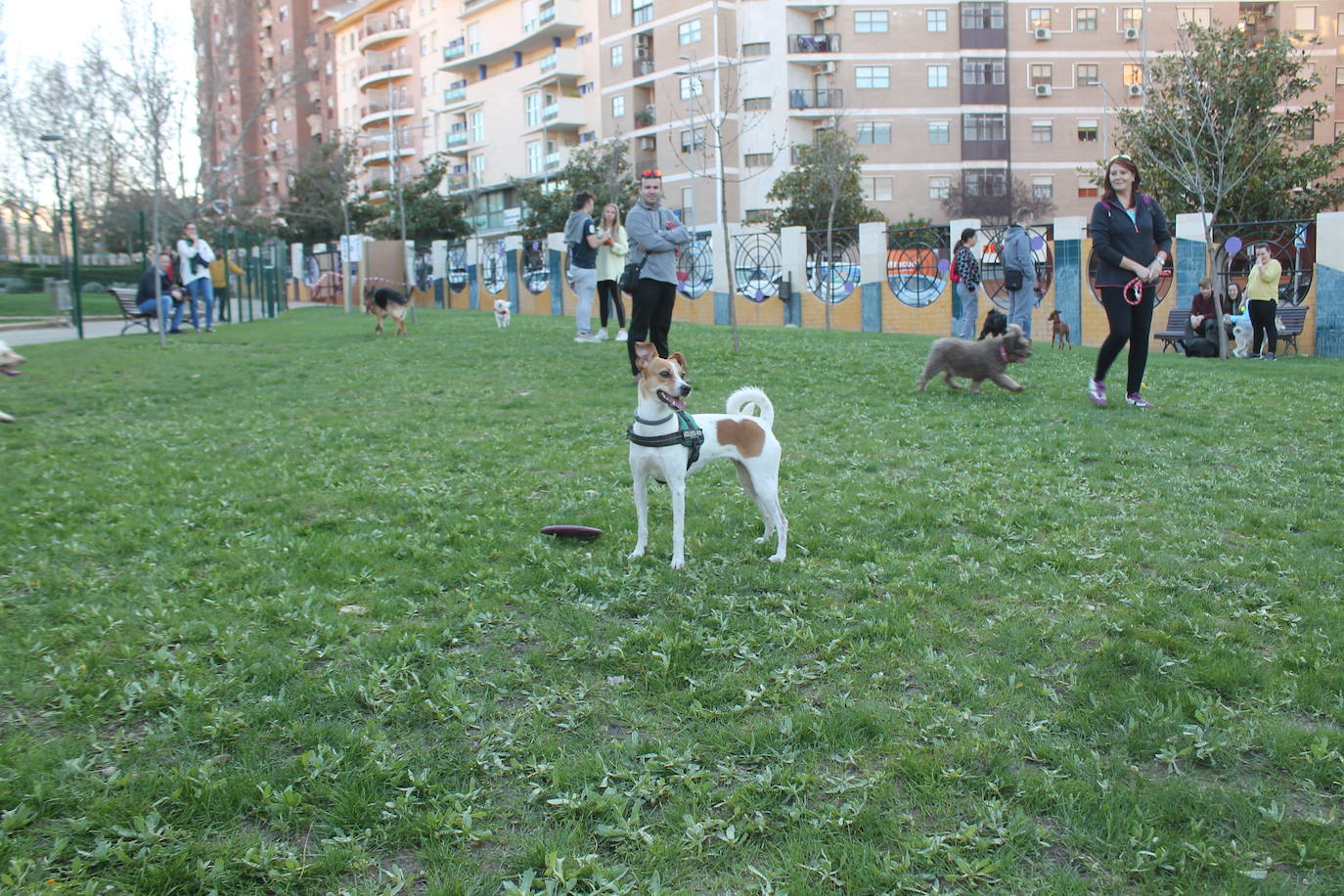 El Ayuntamiento resalta la apuesta por estas instalaciones para mascotas y anuncia que estudia abrir otro similar en Las Fuentezuelas