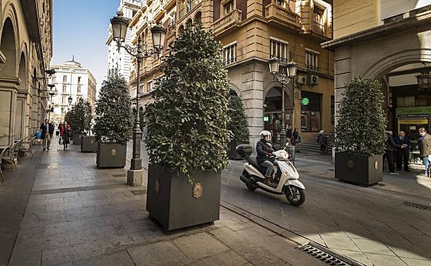 El área de Mantenimiento prepara un plan para sustituir los arbustos de calle Ganivet.