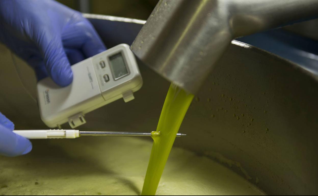 Aceite de oliva de Jaén | Coag denunciará a las empresas que compren aceite de Marruecos y otros países y alerta de mezclas con el español