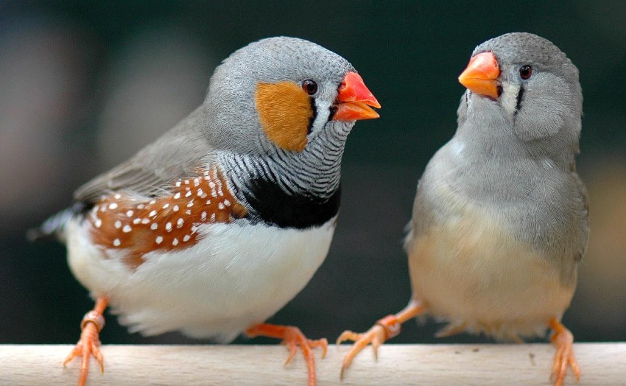 Secuencian por primera vez un enigmático cromosoma presente desde hace millones de años en los pájaros cantores