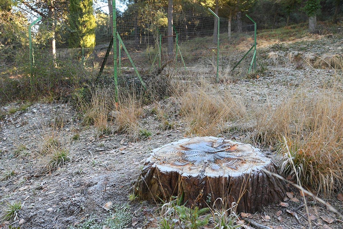 Secuoya talada junto a la alberca de Bolones, tras haber sufrido un incendio. Las antiguas albercas y fuentes de las reforestaciones del siglo XX recuperan su imagen 