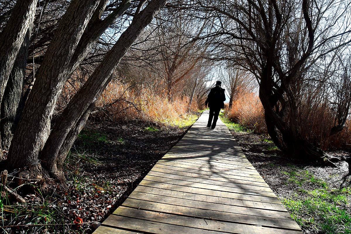 Ruta del Mamut en las lagunas y turberas de Padul 