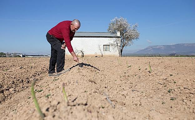 Imagen principal - Rafael Jesús corta unos 20.000 kilogramos de espárrago en la fértil vega que hay entre Láchar y Valderrubio.