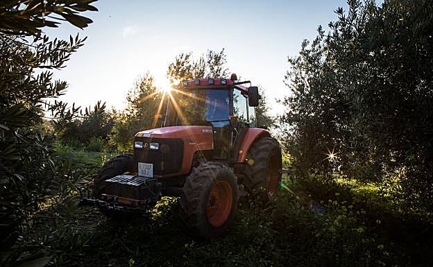 Imagen principal - Fernando Pulido empieza su tarea en el campo al amanecer. Una vez finalizada la campaña de la aceituna, en estas semanas se está centrando en labrar la tierra.