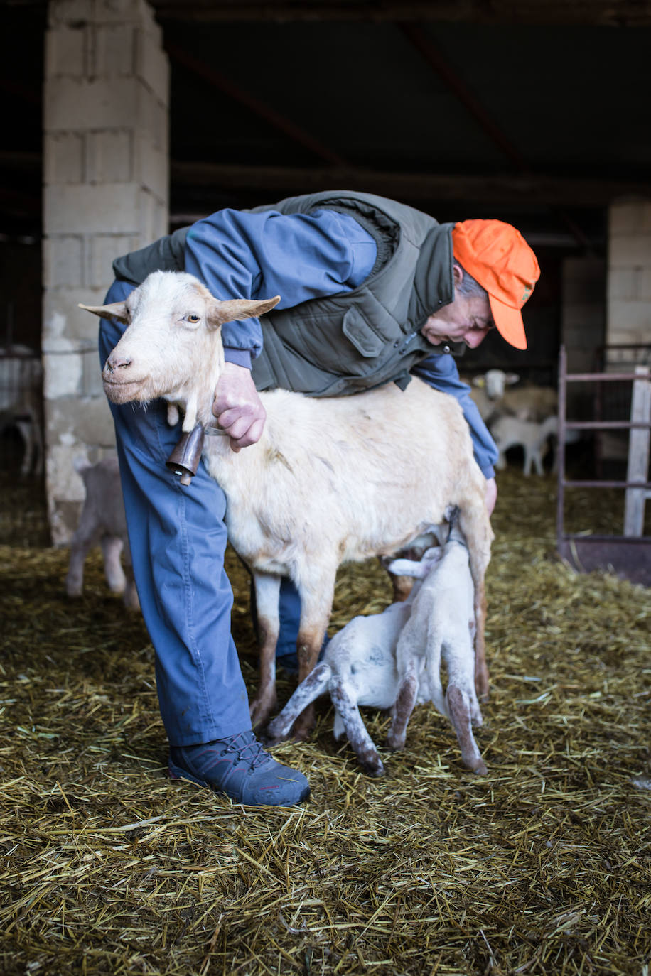Este cabrero vende su rebaño tras cuarenta años cuidando cordero segureño: «El pastor de garrote debería estar protegido» 