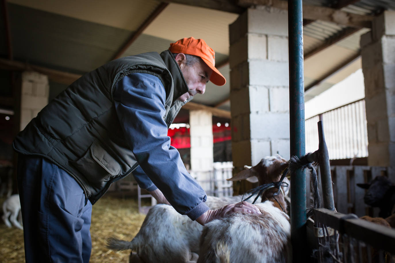 Este cabrero vende su rebaño tras cuarenta años cuidando cordero segureño: «El pastor de garrote debería estar protegido» 