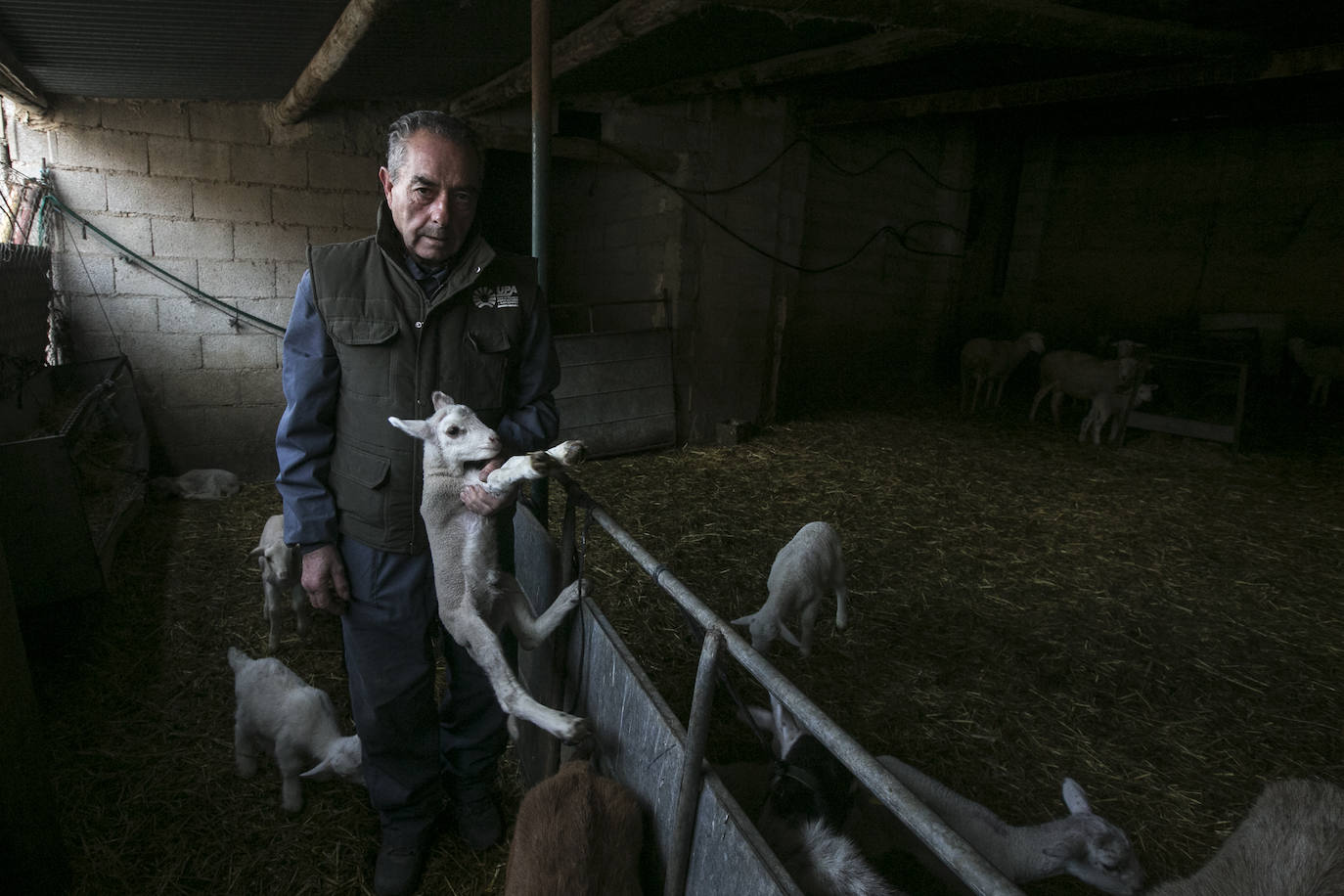 Este cabrero vende su rebaño tras cuarenta años cuidando cordero segureño: «El pastor de garrote debería estar protegido» 