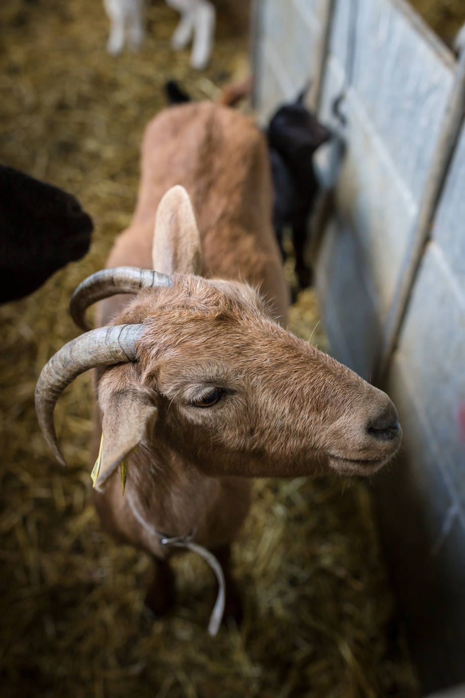 Este cabrero vende su rebaño tras cuarenta años cuidando cordero segureño: «El pastor de garrote debería estar protegido» 