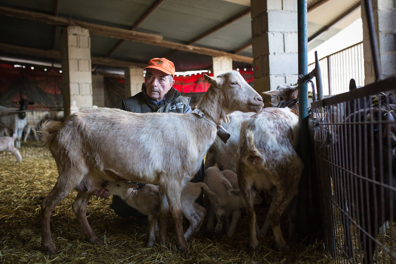 Este cabrero vende su rebaño tras cuarenta años cuidando cordero segureño: «El pastor de garrote debería estar protegido» 