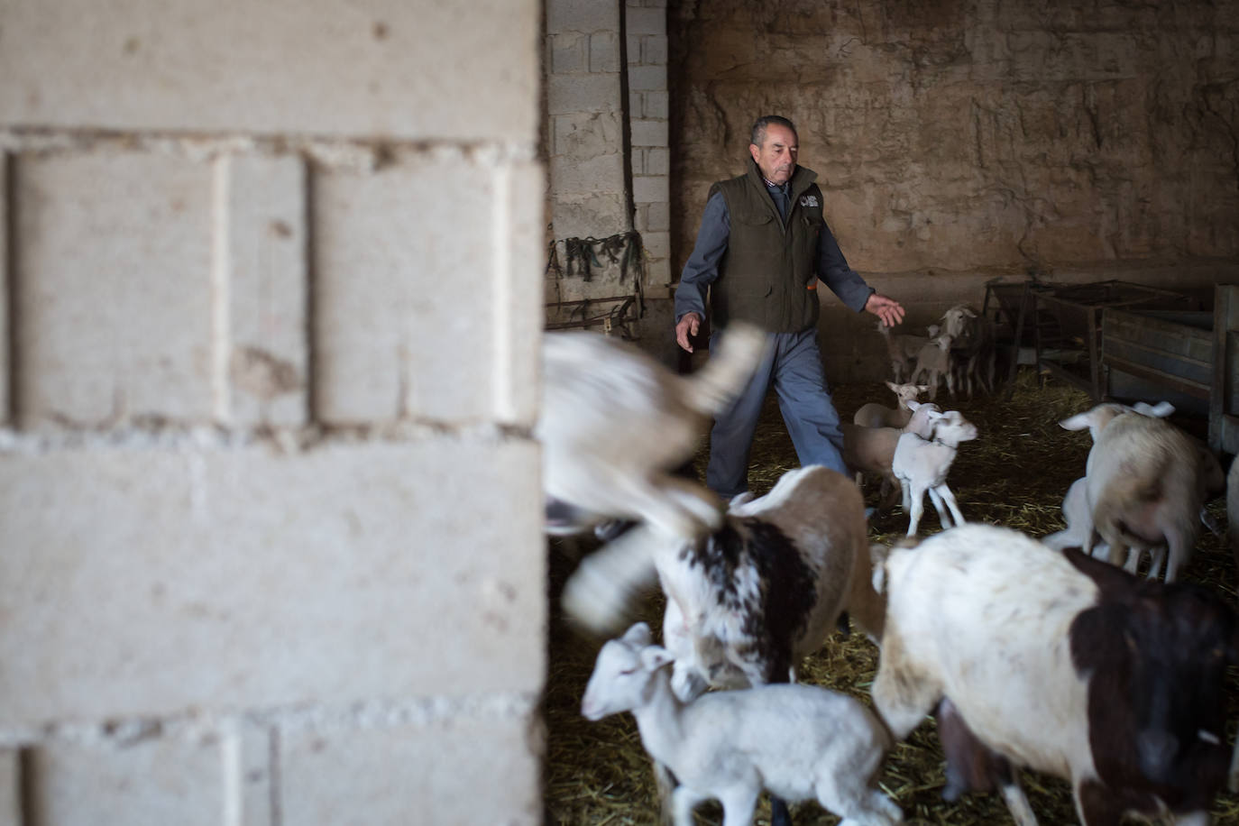 Este cabrero vende su rebaño tras cuarenta años cuidando cordero segureño: «El pastor de garrote debería estar protegido» 