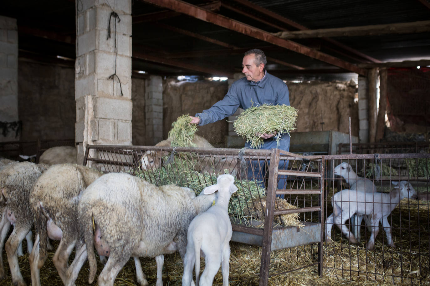 Este cabrero vende su rebaño tras cuarenta años cuidando cordero segureño: «El pastor de garrote debería estar protegido» 