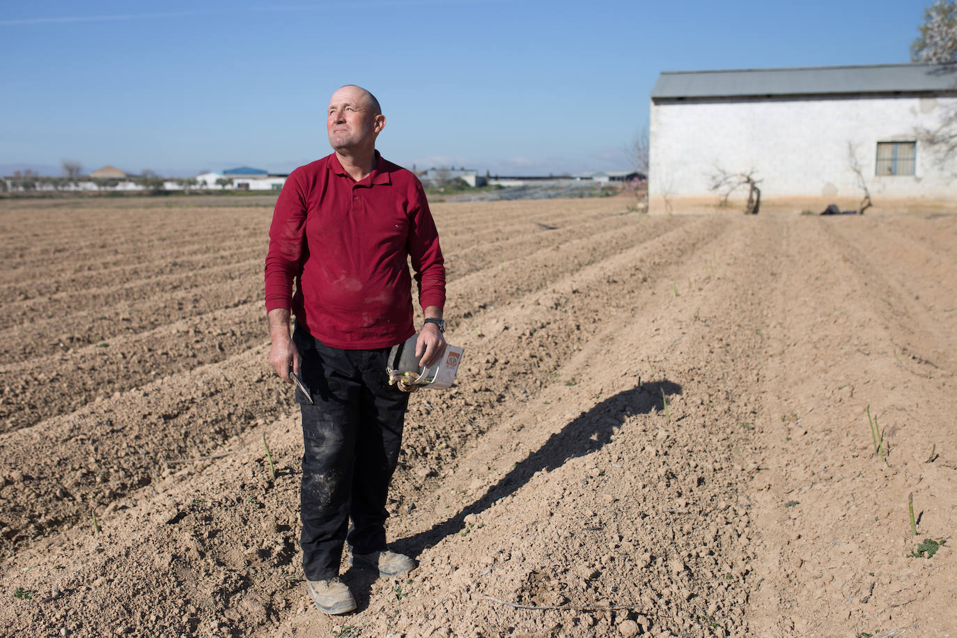Este agricultor cultiva 400 majales (20 hectáreas) de espárragos entre Láchar y Valderrubio. «Si esto no cambia mucho;en cuanto ponga orden en las pólizas, me retiro», asegura 