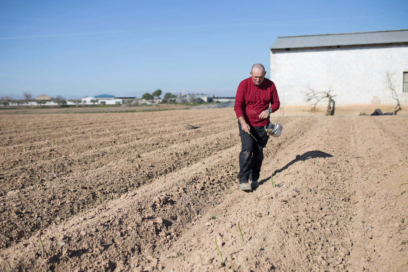 Este agricultor cultiva 400 majales (20 hectáreas) de espárragos entre Láchar y Valderrubio. «Si esto no cambia mucho;en cuanto ponga orden en las pólizas, me retiro», asegura 