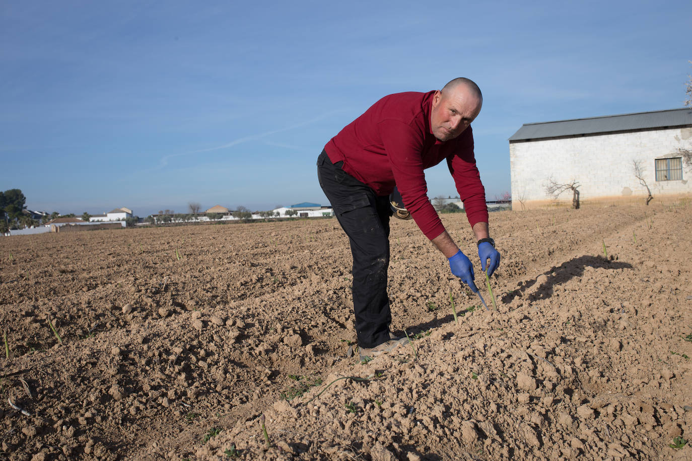 Este agricultor cultiva 400 majales (20 hectáreas) de espárragos entre Láchar y Valderrubio. «Si esto no cambia mucho;en cuanto ponga orden en las pólizas, me retiro», asegura 