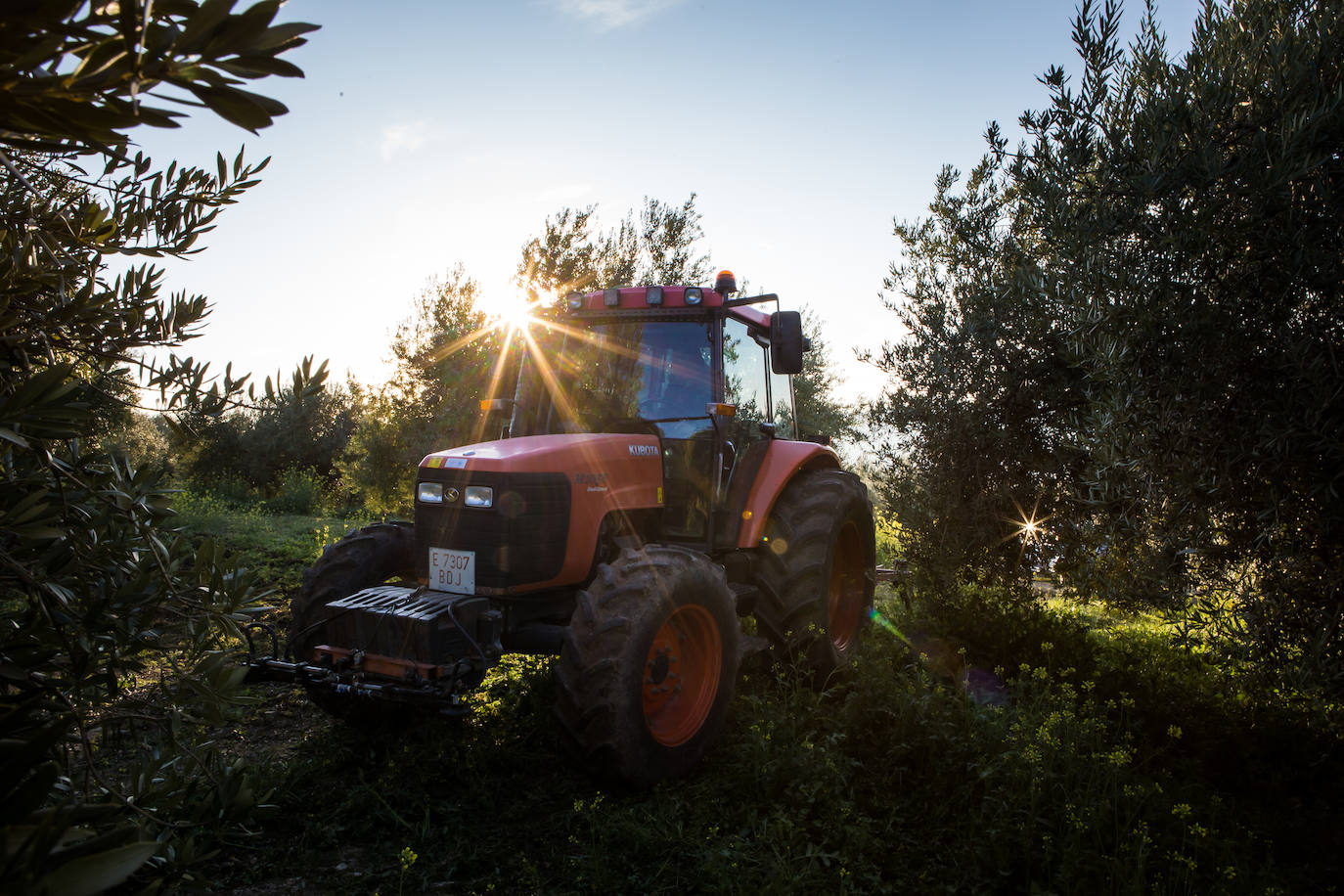 Este aceitunero, que explota un olivar a las afueras de Íllora, dejó la construcción por la tierra. Lo tiene claro: «Tal y como están las cosas, no quiero que mis hijos se dediquen a esto»