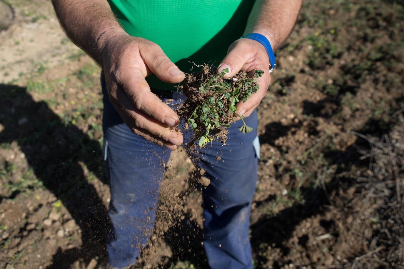 Este aceitunero, que explota un olivar a las afueras de Íllora, dejó la construcción por la tierra. Lo tiene claro: «Tal y como están las cosas, no quiero que mis hijos se dediquen a esto»