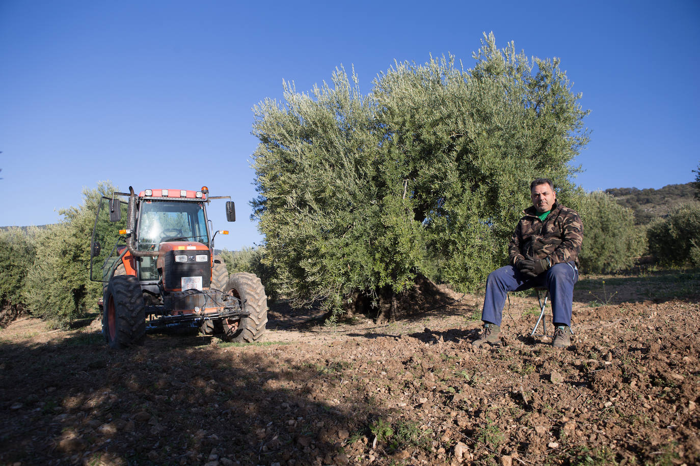 Este aceitunero, que explota un olivar a las afueras de Íllora, dejó la construcción por la tierra. Lo tiene claro: «Tal y como están las cosas, no quiero que mis hijos se dediquen a esto»