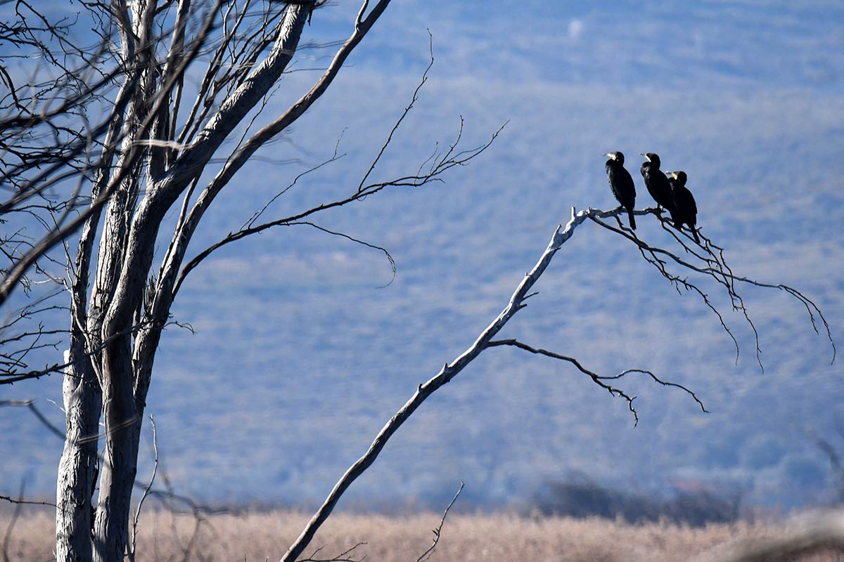Ruta del Mamut en las lagunas y turberas de Padul 
