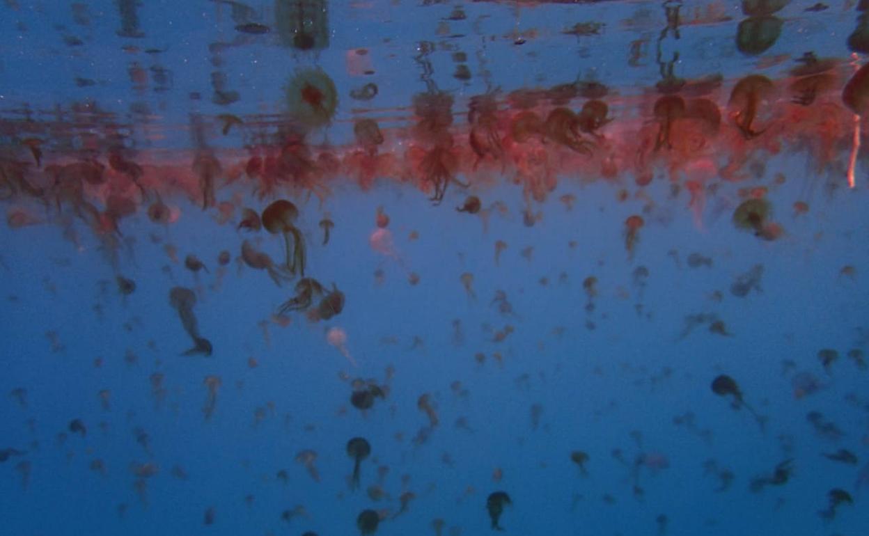 El bloom de medusas que apareció hace apenas un mes en la Ensenada de los Berengueles.