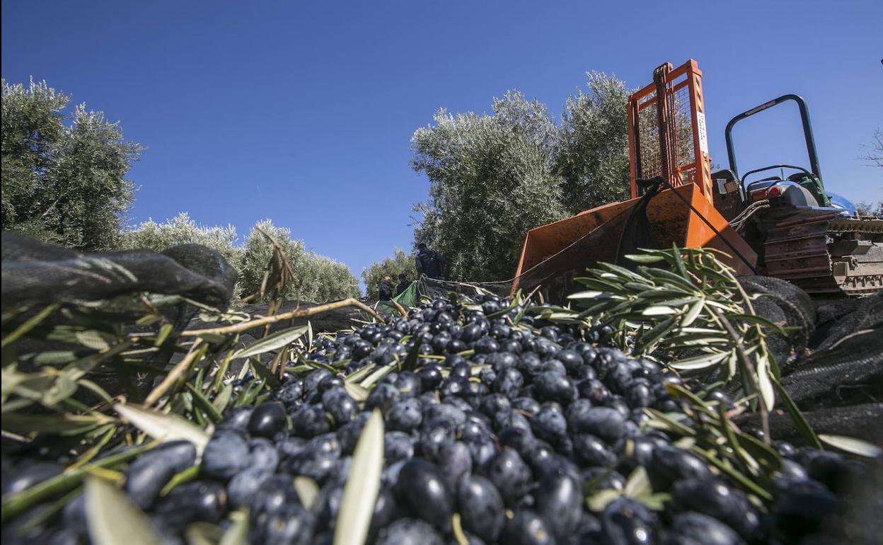 ¿La rebaja de los módulos del olivar, «balón de oxígeno» para la provincia o insuficiente?